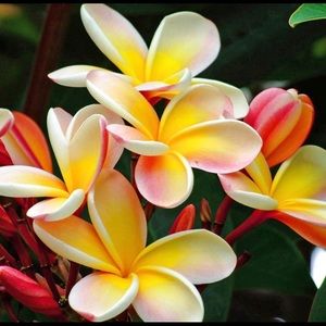 Meet your Posher, Kiera